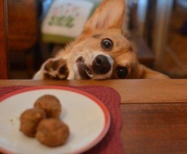 funny-dogs-and-food-01